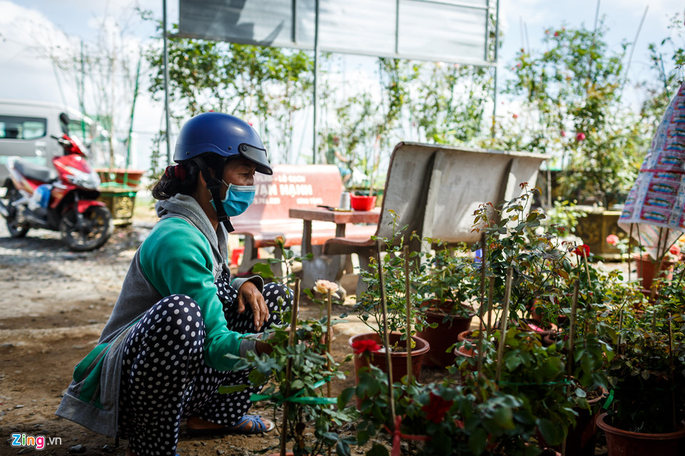 Hoa hồng Sa Đéc cháy hàng trước Tết